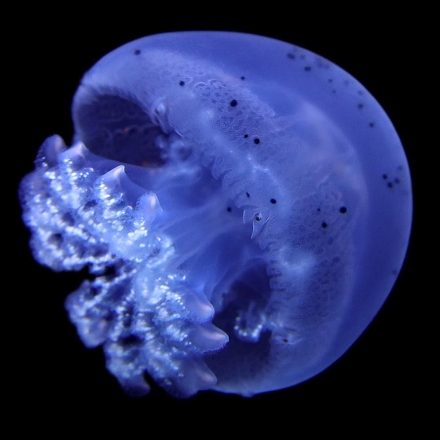 Jellyfish Compendium Project